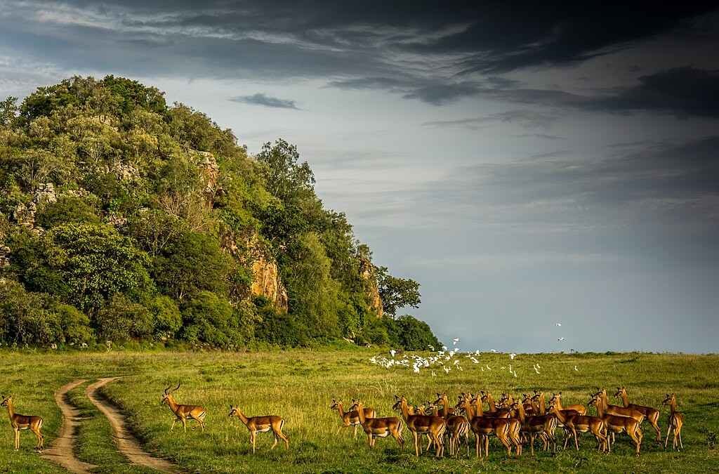 Kenya The Pinnacle of Wildlife Conservation