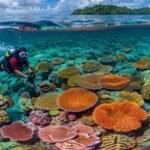 The Complete Guide to Planning a Marine Nature Preserve Snorkeling Visit