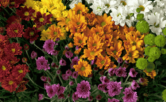 Convenience Through Online Ordering and Delivery